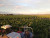 Vineyards